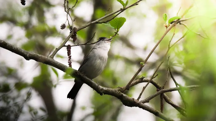Balade naturaliste : Edit(h)ons le chant des Piafs_1