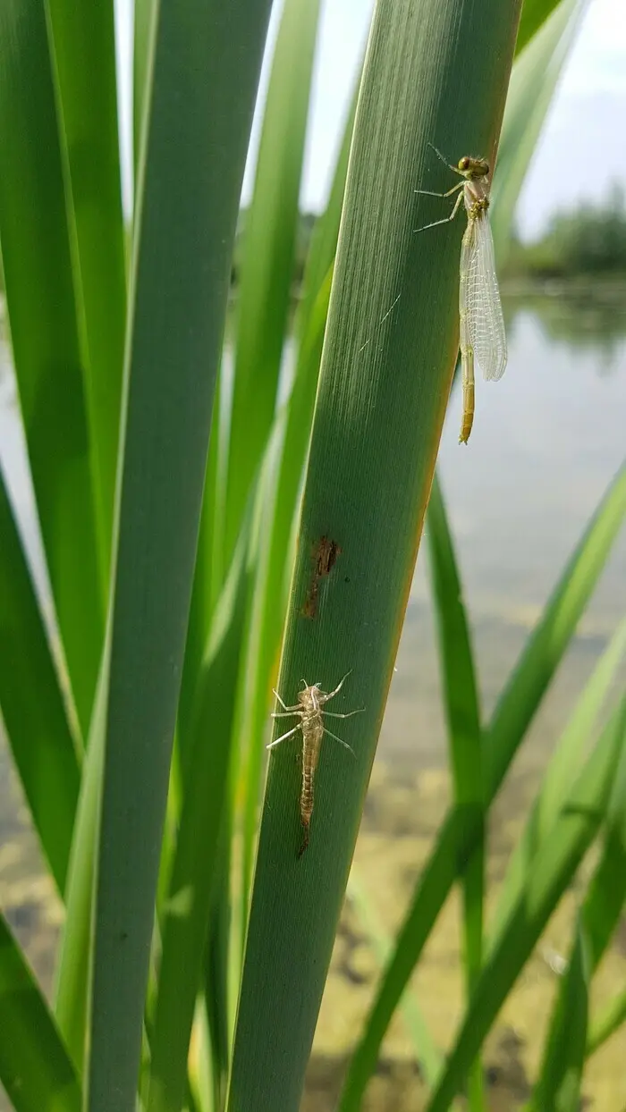 Balade naturaliste : Libellules à la Gîte_1