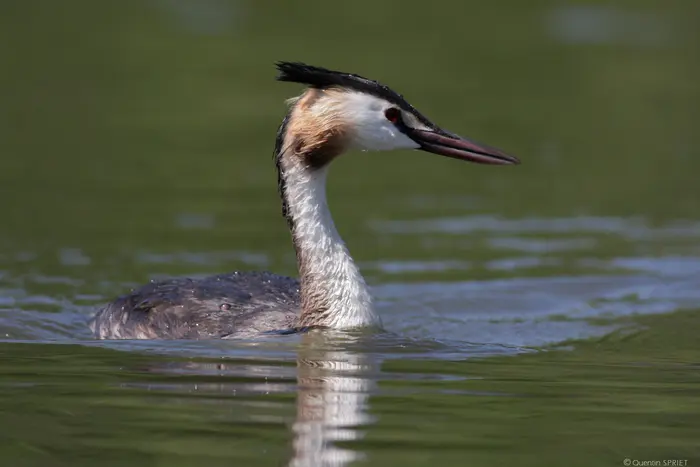 Balade naturaliste : Mue d’automne_1