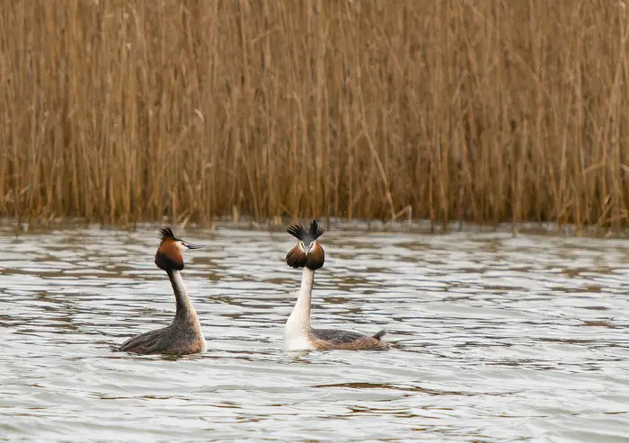 A la rencontre des oiseaux du marais de Fretin_1