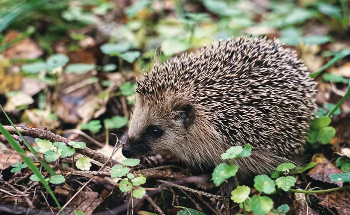 Pique ma curiosité_1