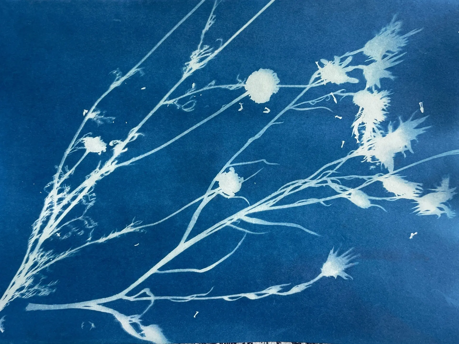 Atelier cyanotype au Musée du Terroir_1