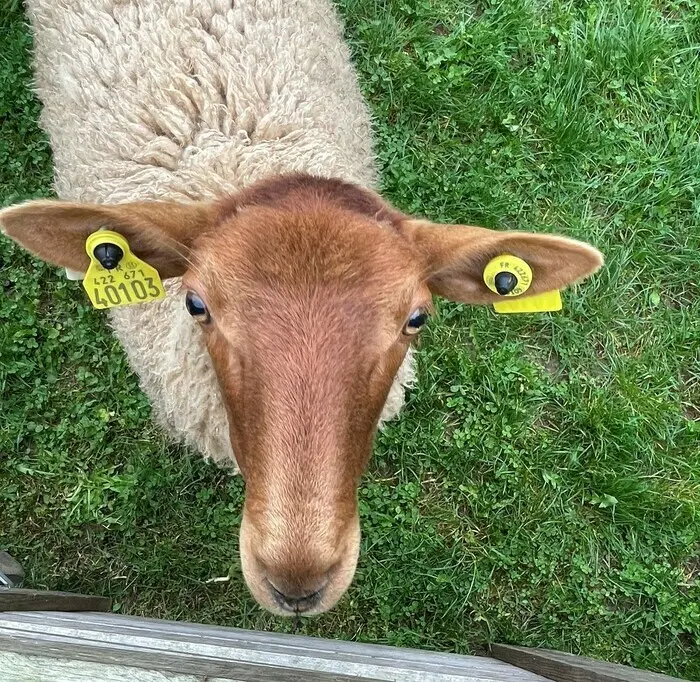 Animaux de la ferme au Musée du Terroir_1