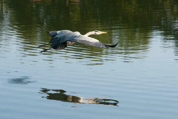 Visite guidée à la découverte des oiseaux aux abords de la chaine des lacs_1