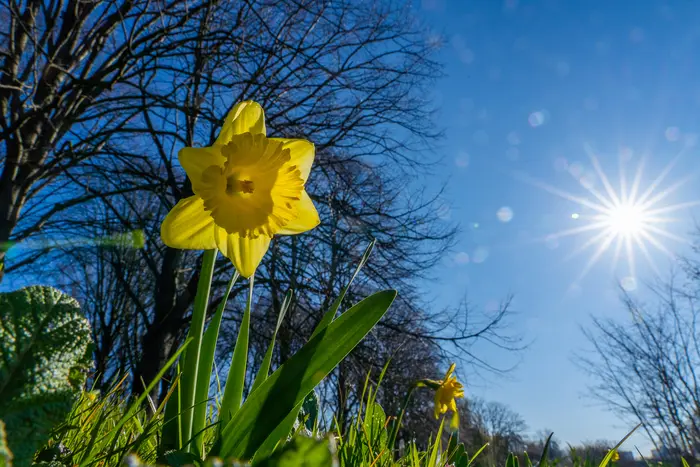 Palette de fleurs et de plumes_1