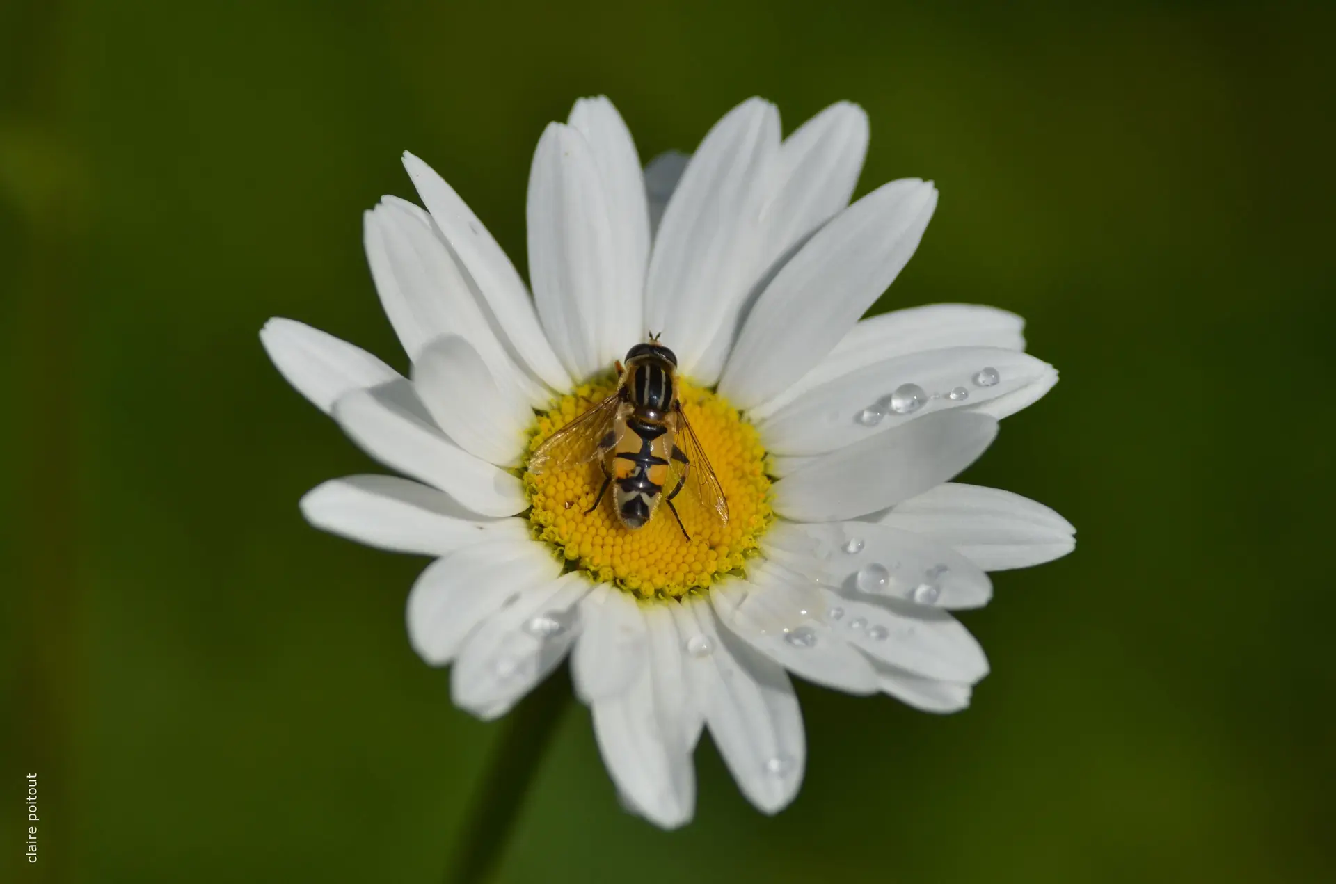 Les 7 grandes familles d'insectes_1