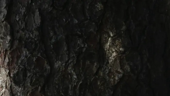 Balade naturaliste : Entrelacs entre arbres_1