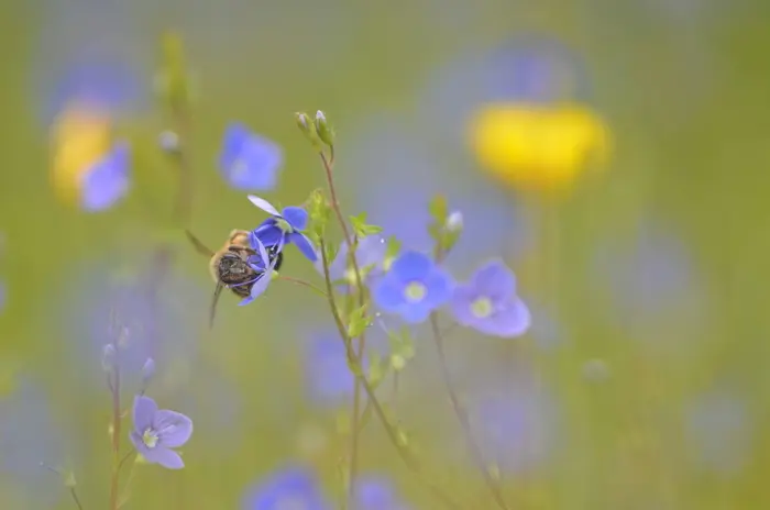 Balade naturaliste : les animaux artistes_1