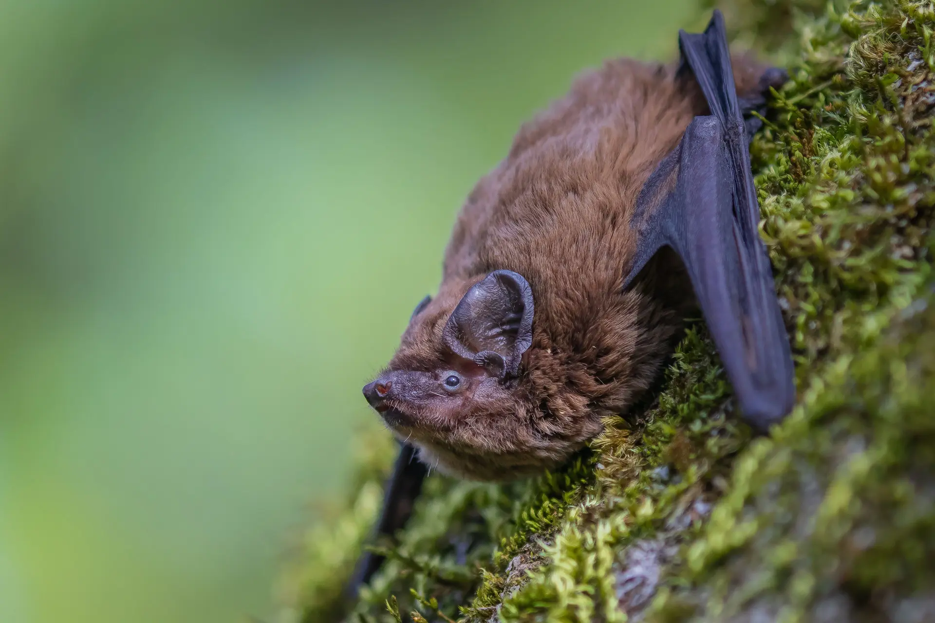 COMPLET / Balade naturaliste : Echos dans la nuit_1