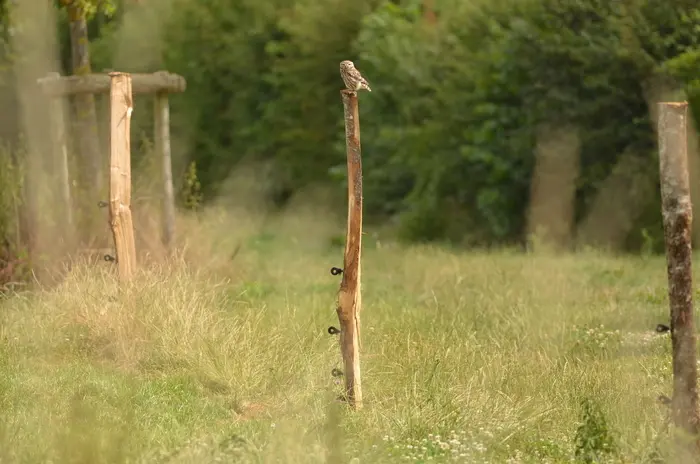 Balade naturaliste : chouette, un hibou !_1