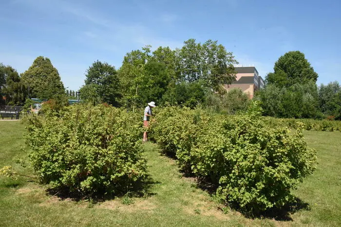 Balade immersive dans la gestion d’une ville nature et nourricière_1