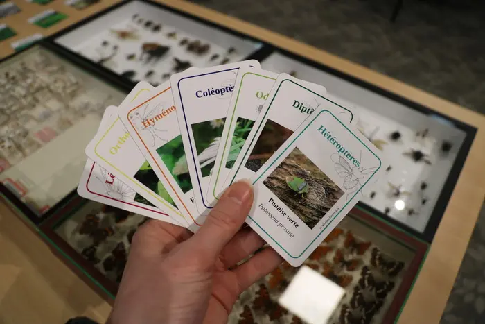 Hellemmes / Le jeu de 7 familles des insectes_1