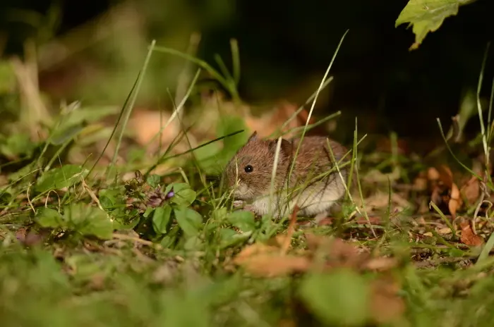 Balade naturaliste : le museau des beaux-arts_1