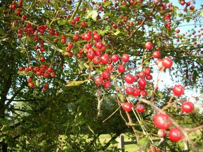 Balade naturaliste au cœur des couleurs du vivant_1