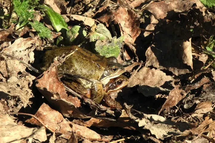 Des grenouilles et des tritons_1