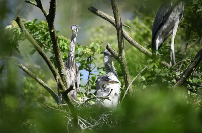 Balade naturaliste : les ailes du crépuscule_1