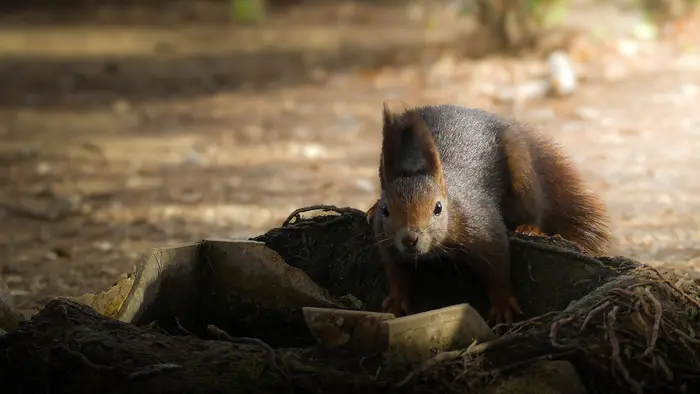 Balade naturaliste : L’écureuil, petit artiste de la forêt_1