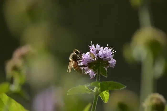 Sortie naturaliste éco-citoyenne : les 7 grandes familles d'insectes_1