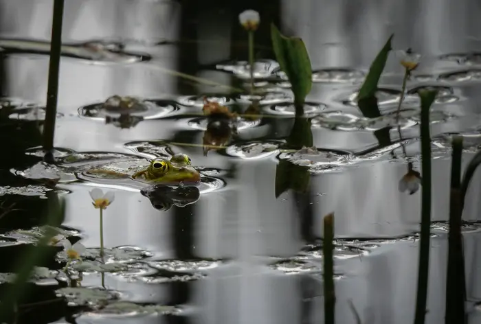 Balade naturaliste : la vie dans l’eau_1