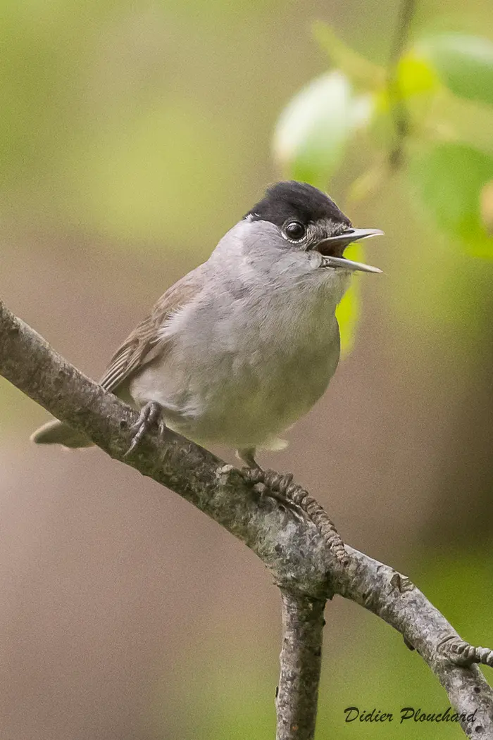 Balade naturaliste : 