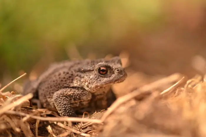 Balade naturaliste : Anoures au Marais_1