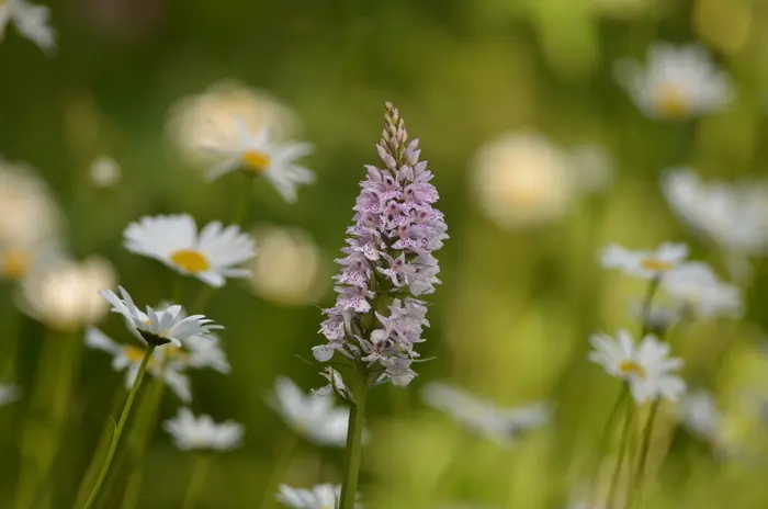 Balade naturaliste : des plantes qui ont tout pour plaire_1
