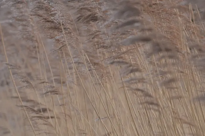 Balade naturalistes : Carnet d’Art, la biodiversité des zones humides_1