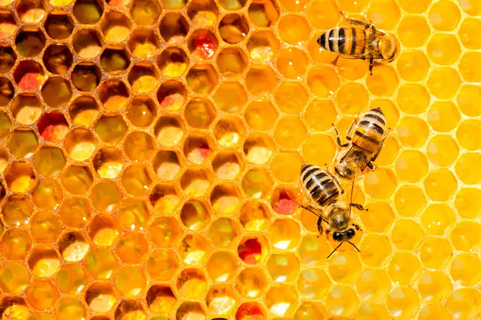 De l'apiculture au Forum des Sciences_1