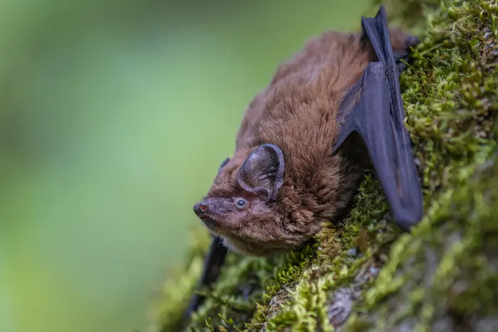 Balade naturaliste : Art d’écho_1