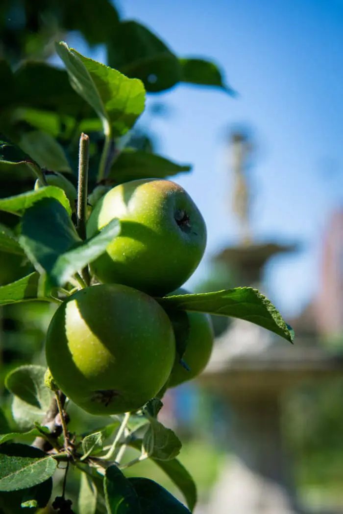 Formation au greffage des arbres fruitiers_1