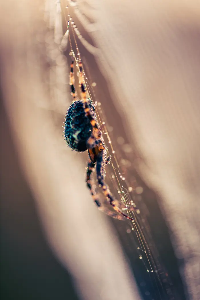 Zoom sur les araignées_1