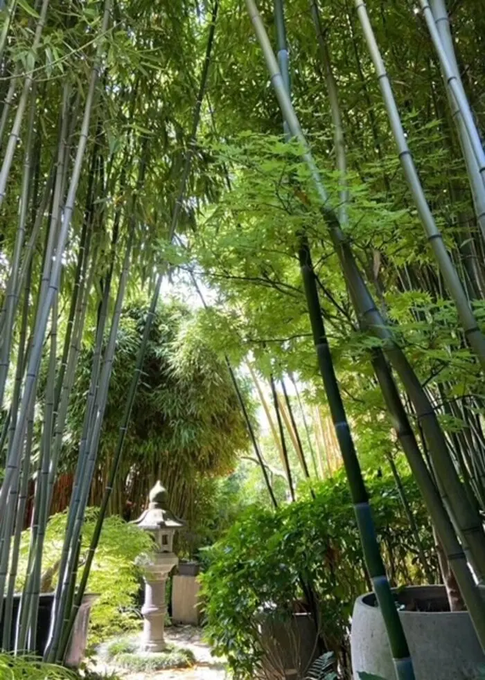 Le Sentier du Chimonobambusa_1