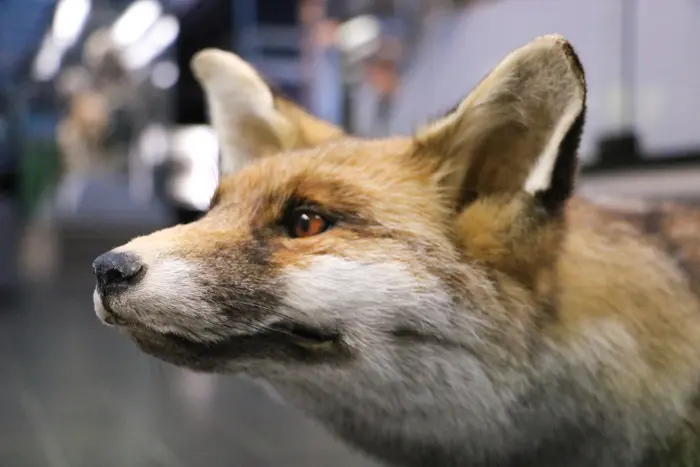 Atelier Mon nez, sa truffe / Vieux-Lille_1