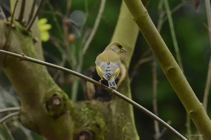 Balade naturaliste : Fête de la musique… verte_1