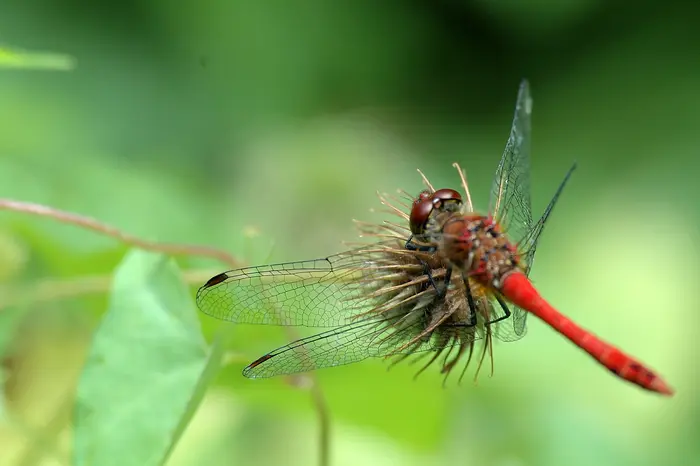 Balade naturaliste : Les demoiselles de Faches_1