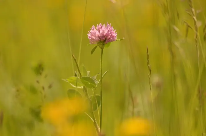 Balade naturaliste : les plantes dans tous les sens_1