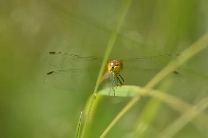 Balade naturaliste : ballet au fil de l’eau_1