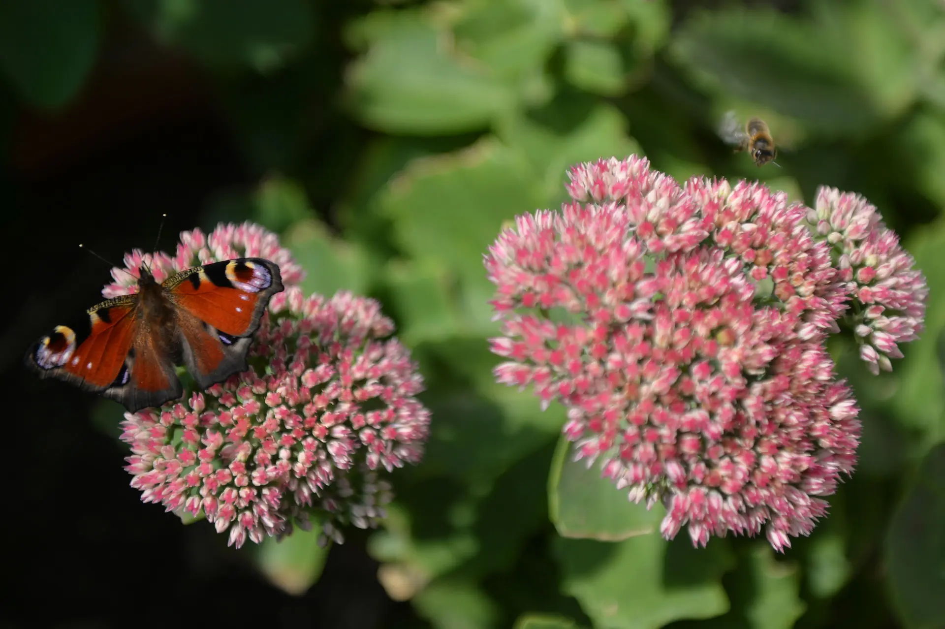 Les 7 grandes familles d'insectes_1
