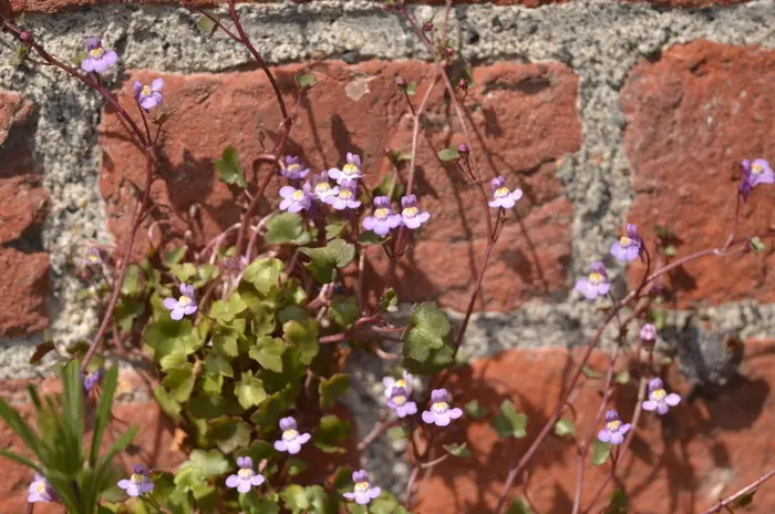 Balade naturaliste : flore sauvage de nos rues ou street’art végétal_1
