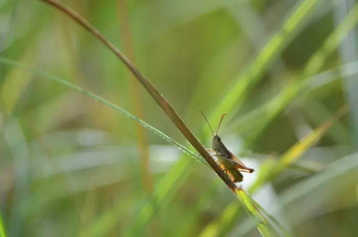 Balade naturaliste : Fête de la musique… animale_1