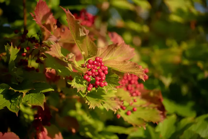 Balade naturaliste : baies en lumière_1