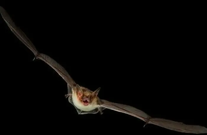 Samedi Chauve-souris_1