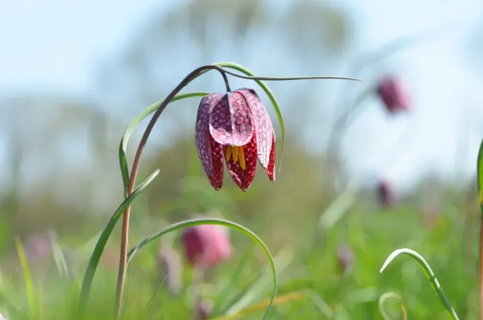 Balade naturaliste : camaïeu floral_1