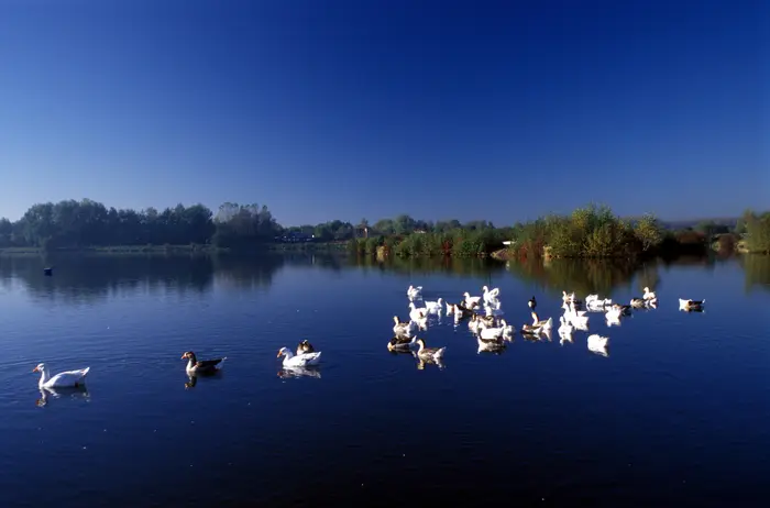 Balade naturaliste : les oiseaux de la Réserve Naturelle du Héron_1