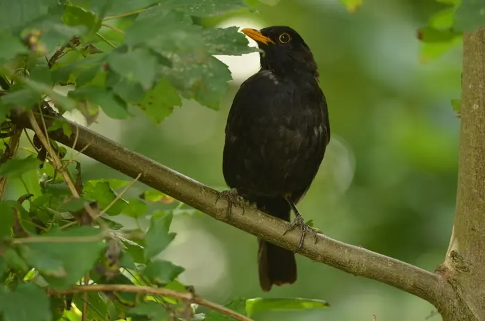 Balade naturaliste : à la rencontre d’une symphonie sauvage_1