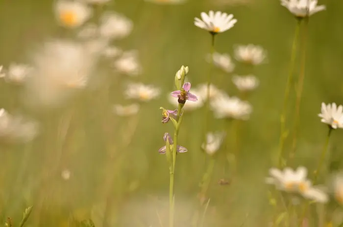 Balade naturaliste : chorégraphie d’espèces_1