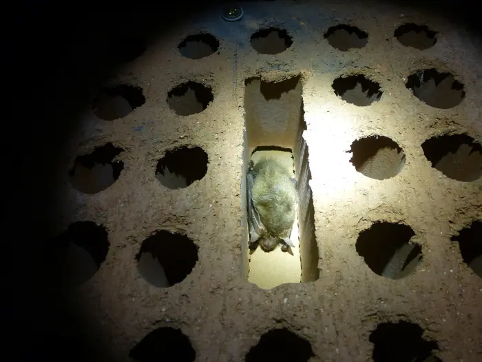 Nuit de la Chauve-souris_1