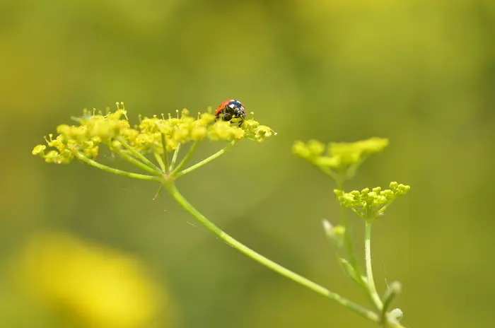 Balade naturaliste : couleurs de coccinelle_1