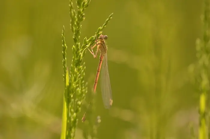 Balade naturaliste : les danseuses du marais_1