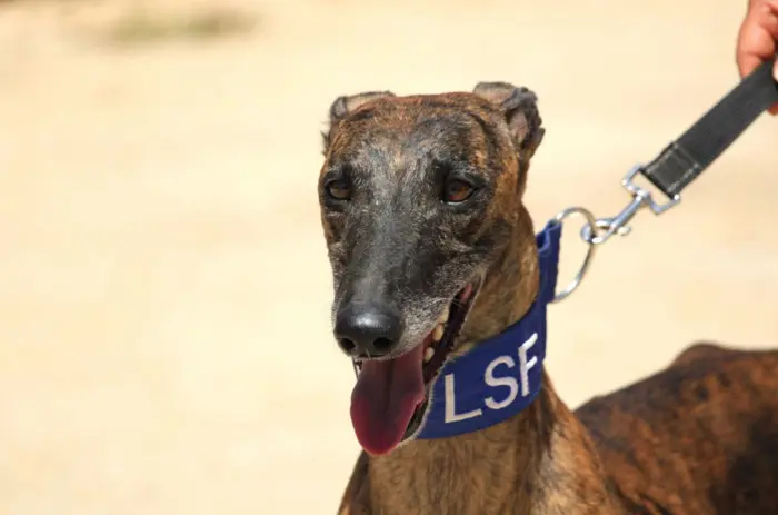 Rencontre avec l'association Lévriers sans Frontières_1